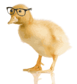 Geek Duck
